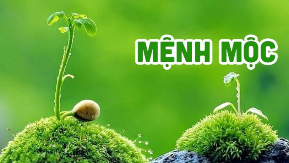 Vật phong thủy để bàn làm việc mệnh Mộc